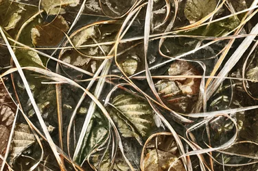 Vereistes Naturdetail