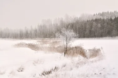Vereister Winterbaum