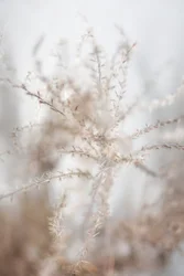 Sanfte getrocknete Botanicals