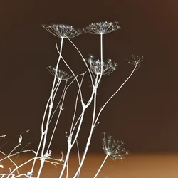 Leuchtende Botanische Formen
