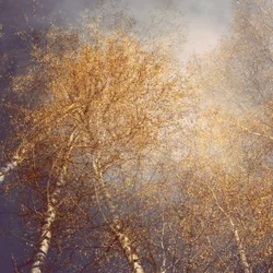 Goldene Herbstbirken