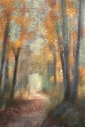 Goldener Herbstwaldweg