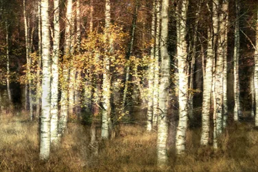 Goldener Birkenhain
