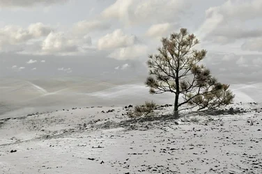 Einsamer Winterbaumlandschaft