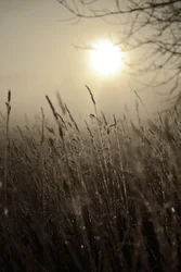 Nebliger Morgensonne