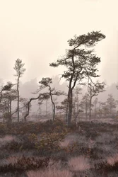 Neblige Kiefernlandschaft