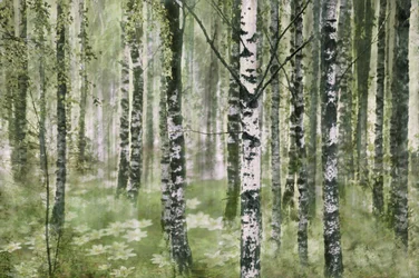 Friedlicher Birkenwald
