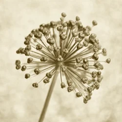 Sepia Allium Kugel