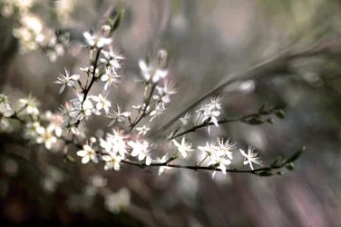 Schlehenblüte