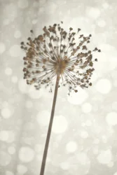Weiche Alliumblüte