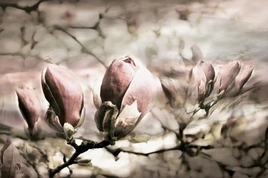 Zarte Magnolienknospen