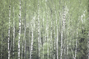 Frühlingszeit Birkenwald