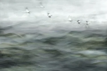 Schwäne über nebligem Wasser