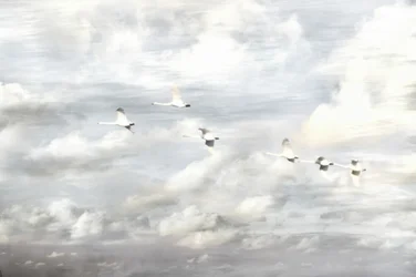 Schwäne im Flug