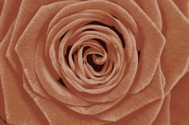 Terrakotta-Rosendetail