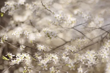 Weiße Frühlingsblüten