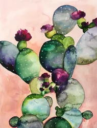 Bunte Kaktusblüten