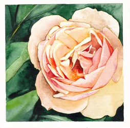 Zarte Pfirsichrose