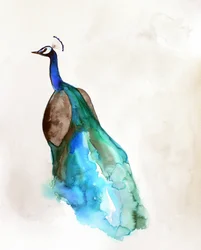 Lebendiger Blauer Pfau