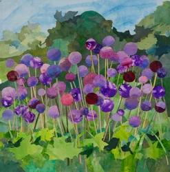 Große Alliums, 2024