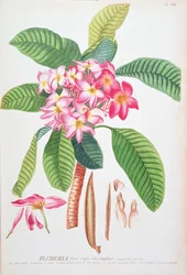 Plumeria: aus Plantae Selectae, von Christoph Jacob Trew und Georg Dionysius Ehret (1710-70); Frangipanier