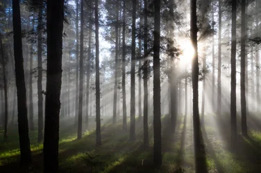 Nebliger Wald mit Sonnenstrahlen