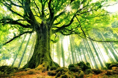 Sonnenbeschienener alter Baum