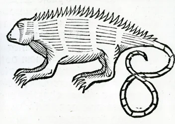 Leguan aus 