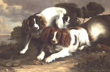 Zwei King Charles Spaniels spielen mit einem Frosch
