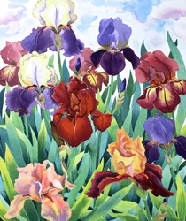 Glemsford-Iris