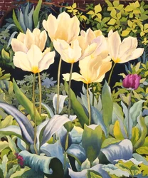 Blasse Tulpen