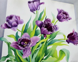 Lila Fransen-Tulpen