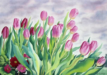 Tulpen am Fenster