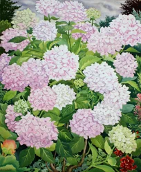 Weiße Hortensie