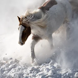 Dynamisches Pferd im Schnee