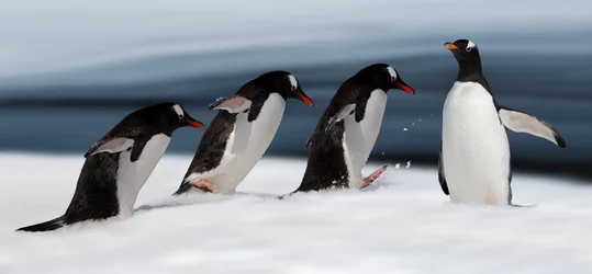 Gentoo-Pinguin in Aktion