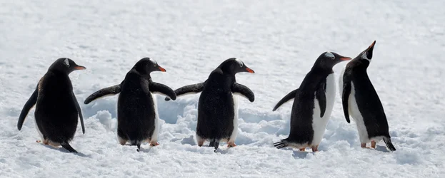 Pinguine auf einem verschneiten Spaziergang