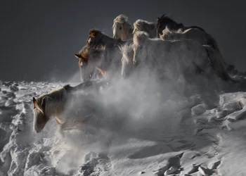 Wilde Pferde im Schnee