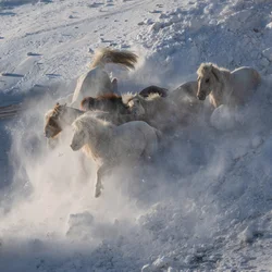 Wilde Pferde im Schnee