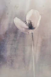 Zarte Schmetterlingsblüte