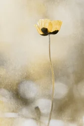 Goldener Mohntraum