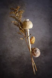 Stillleben mit Mohnblume und Schnecke