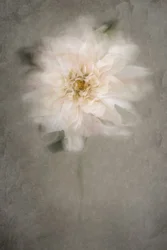 Sanfte weiße Blüte