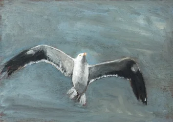 Graue Möwe im Flug