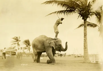Golfspieler auf Rosie, dem Elefanten, Miami Beach, 2. Mai 1927