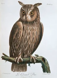 Der Uhu, 1799-1808