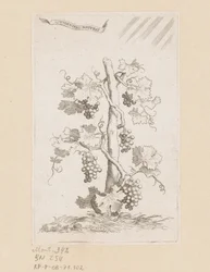 Weinrebe