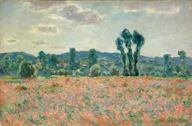 Feld mit Mohnblumen