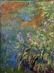 Iris