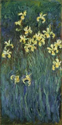 Die gelben Iris